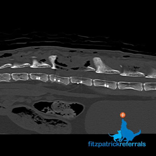 Post op CT scan of a cat's spine