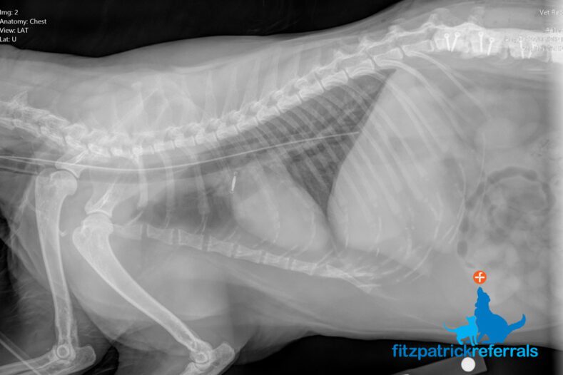 Post op x-ray of a cat's spine showing feeding tube