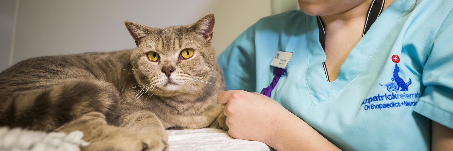 Feline patient being cared for by a nurse