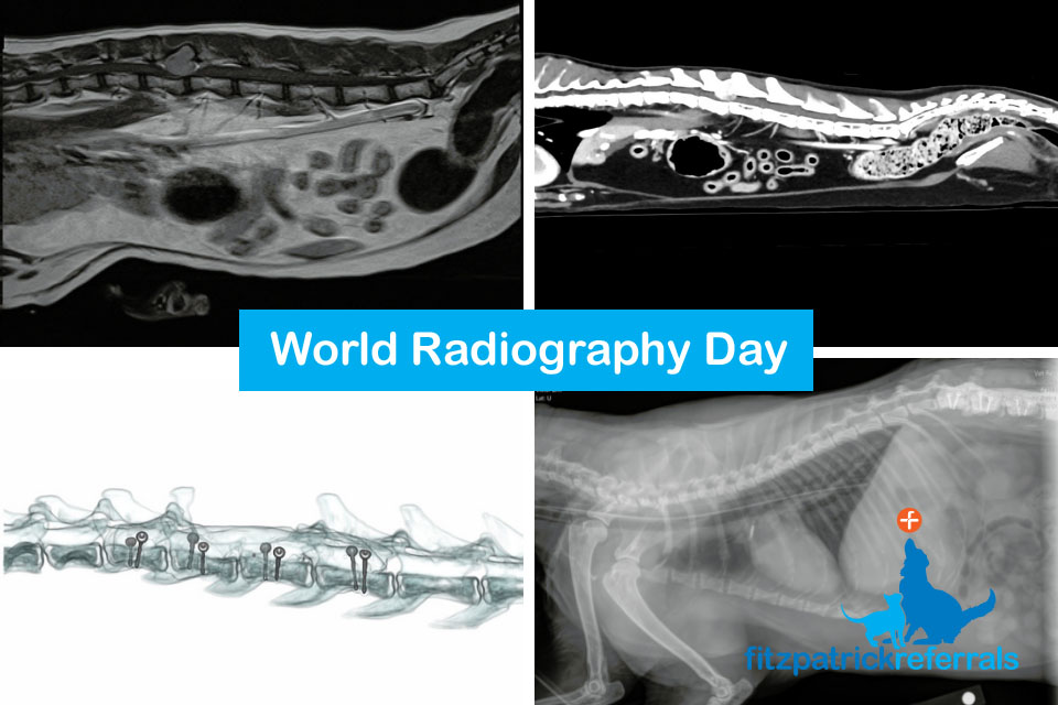 World Radiography Day MRI CT & X-ray imaging montage