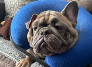 French Bulldog recovering after surgery in a neck collar