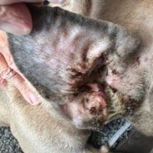 French Bulldog with a chronic ear infection