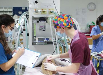 Busy prep room at Fitzpatrick Referrals