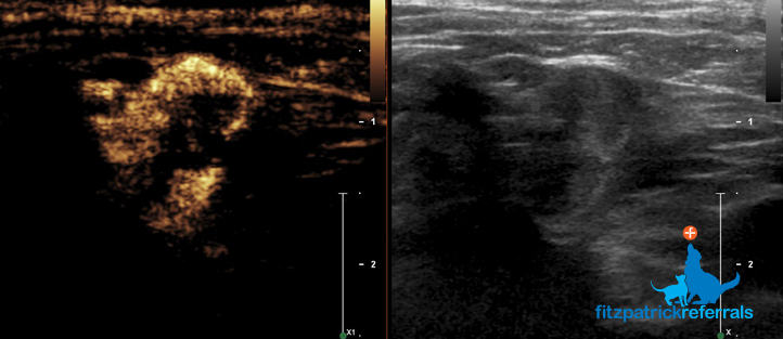 Ultrasound of the right axillary lymph node sentinel in a dog with subcutaneous mast cell tumour on the right thoracic wall