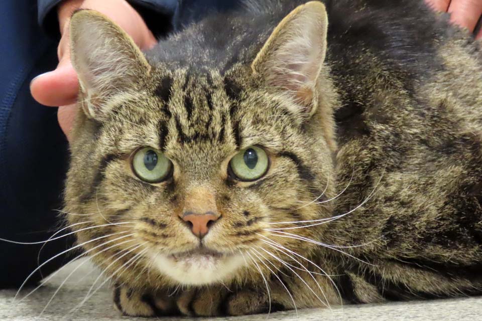 Close up of Domestic Short Hair cat Doug