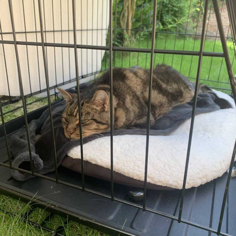 Cat on crate rest outside in the garden