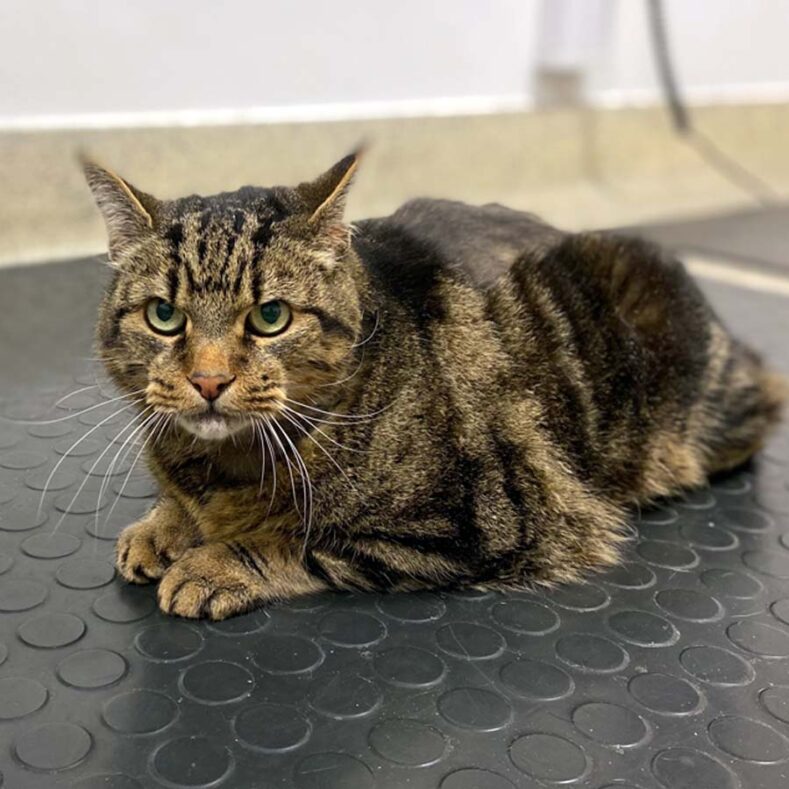 Cat sitting in the vets consult room