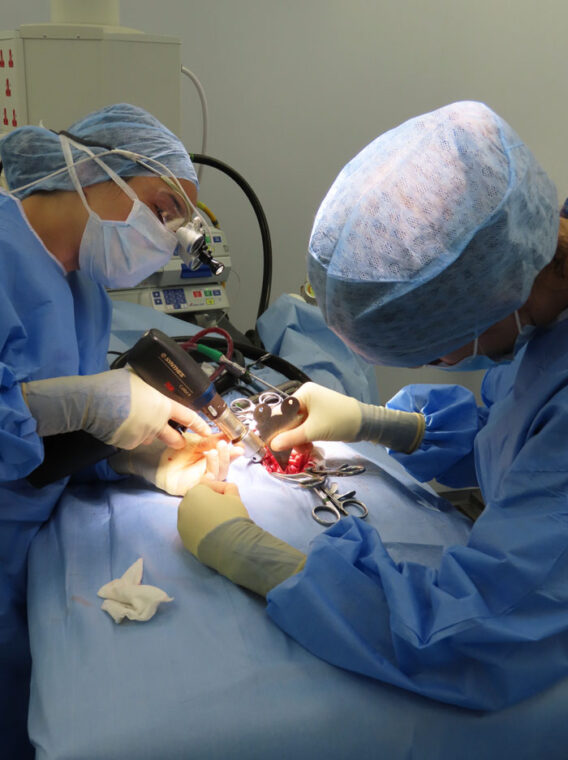 Two surgeons operating on a cat with a spinal tumour