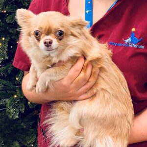 Chihuahua following hernia repair surgery