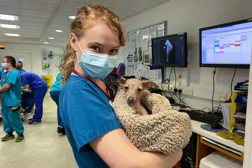 RVN cuddling a canine patient in prep