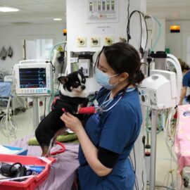 Fitzpatrick Referrals Veterinary Nurse caring for a patient
