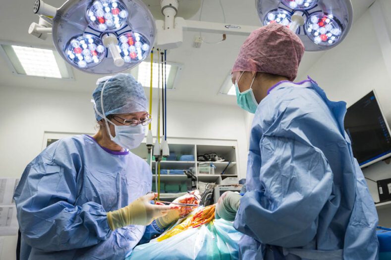 Senior Surgeon Sarah Girling in surgery