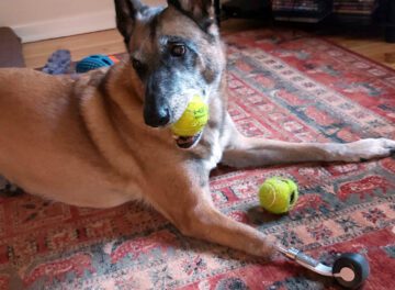 Belgian Shepherd Fenra with skateboard wheel amputation prosthesis