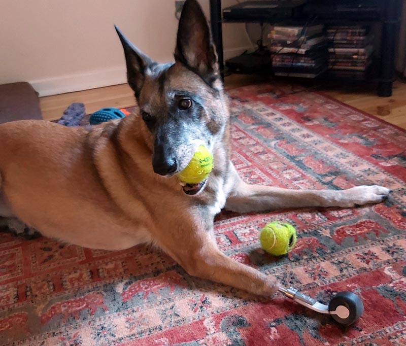 Belgian Shepherd Fenra with skateboard wheel amputation prosthesis