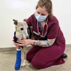 Whippet Maisy being comforted by an auxiliary nurse