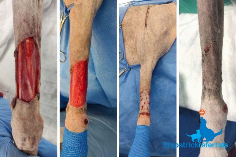 Dog's wound before and after skin graft procedure