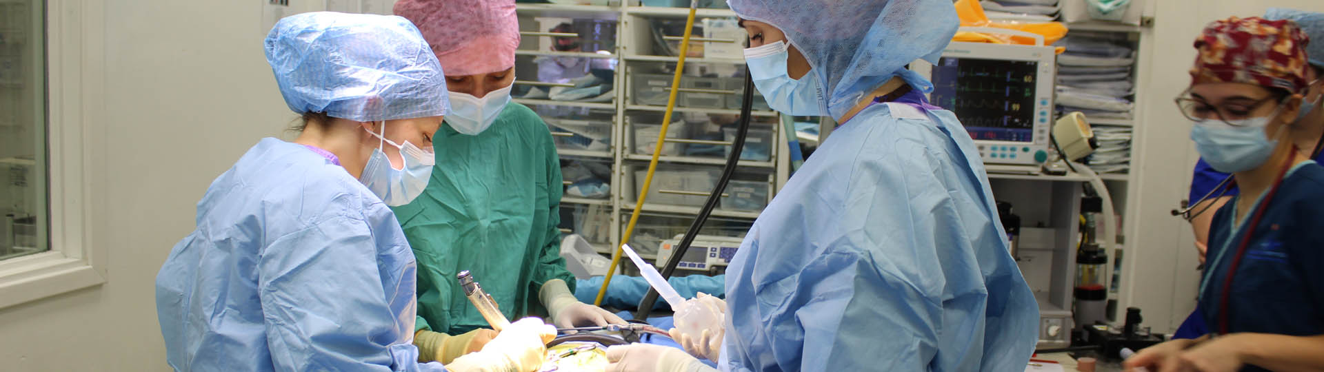 Veterinary neurologist in surgery