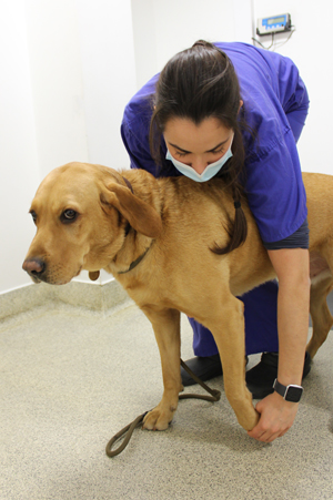 Vet carrying out a neurological examination on a fox red Labrador