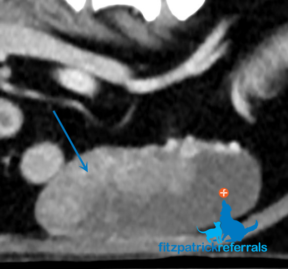 CT scan of a canine bladder mass
