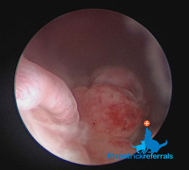Canine bladder cancer during cystoscopy