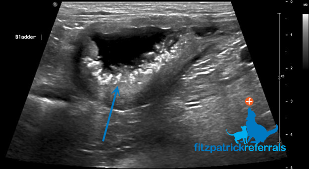 Canine bladder mass on ultrasound