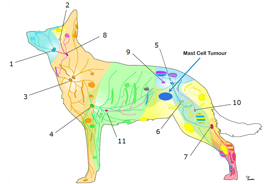 Map of dog