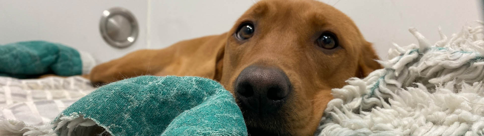 Fox Red Labrador