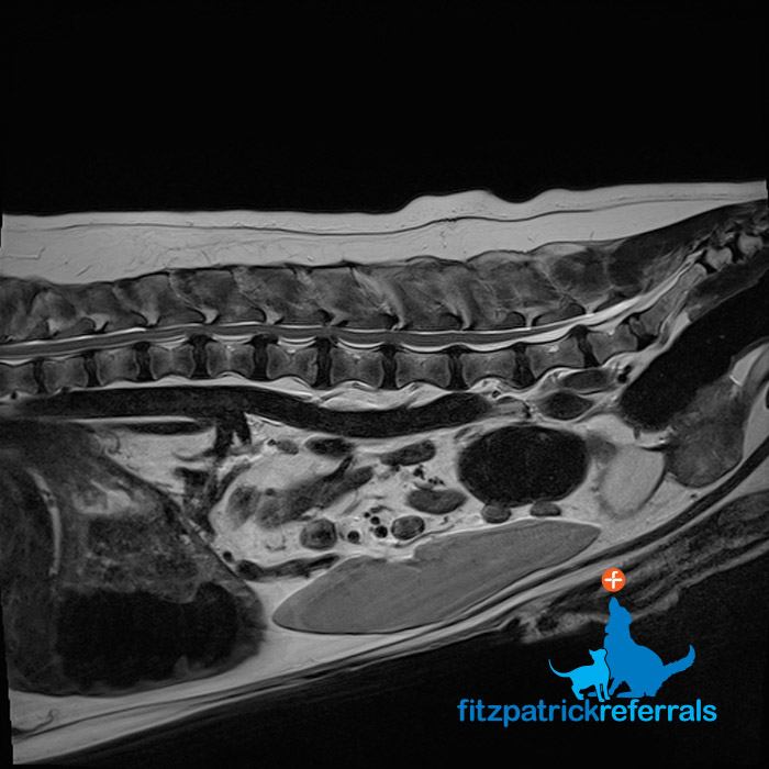 MRI scan of 8 year old Basset Hound's spine