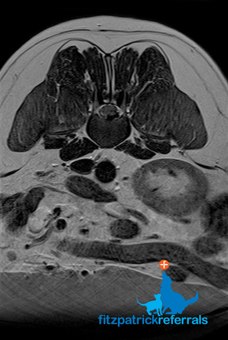 MRI scan of 8 year old Basset Hound's spine