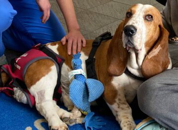 Basset Hound sitting on the floor