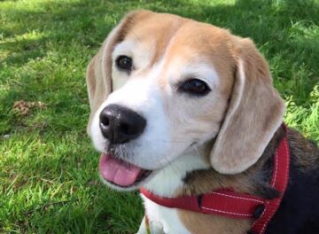 Beagle sitting in the garden