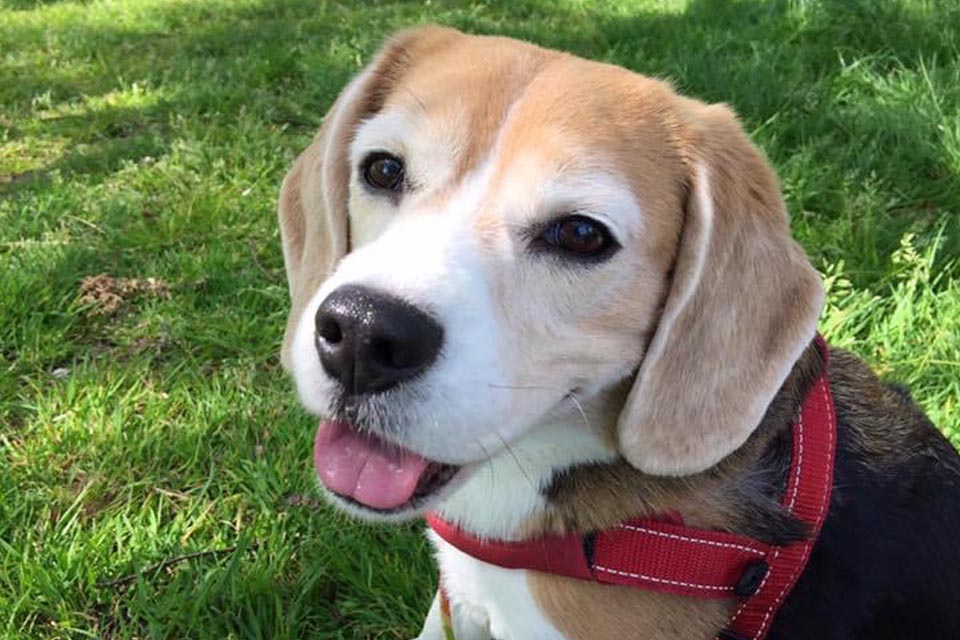 Beagle sitting in the garden