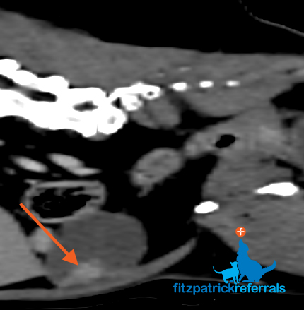 CT scan image showing a bladder mass in a dog