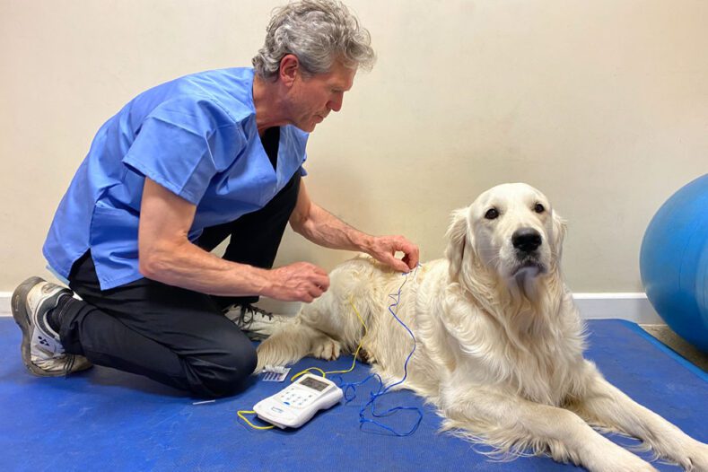 Dog having acupuncture at Fitzpatrick Referrals