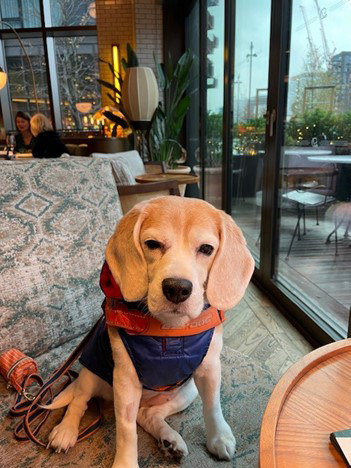Beagle sitting on a chair in a bar