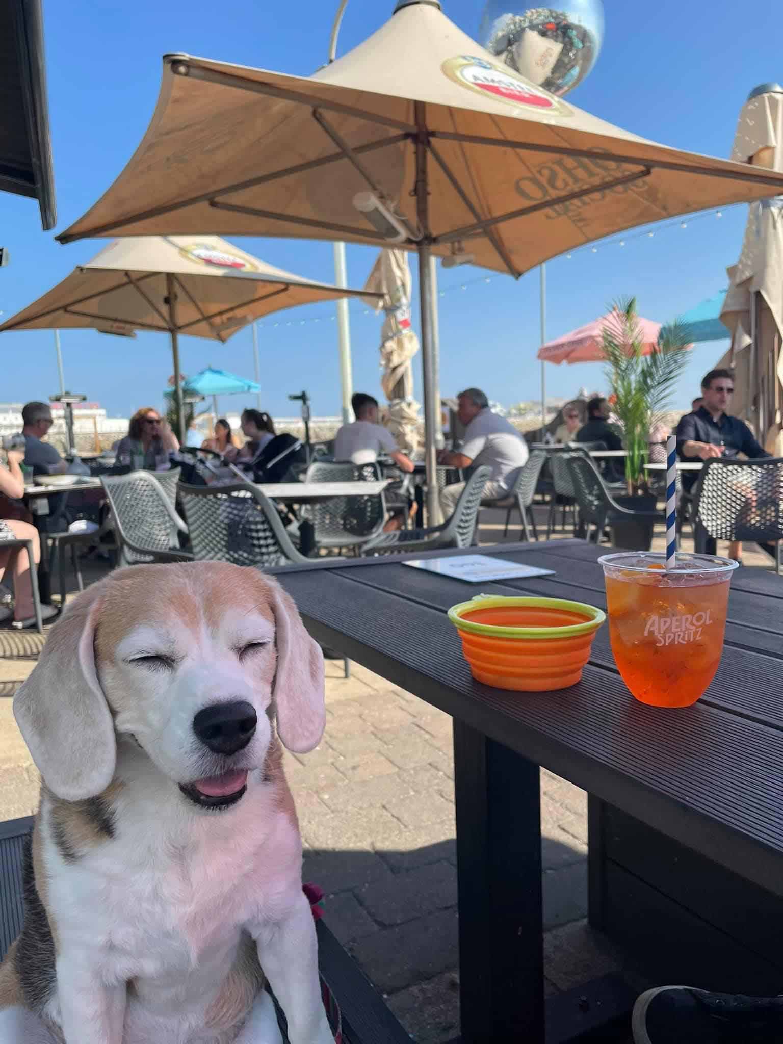 Beagle sitting outside a bar with a bowl of water