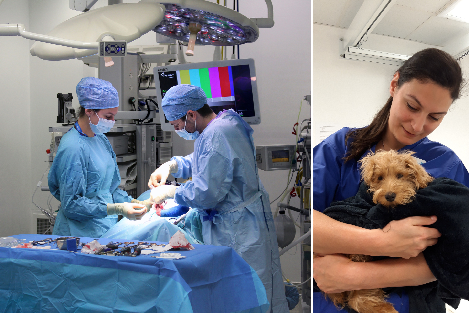 Vets in surgery and vet holding a puppy