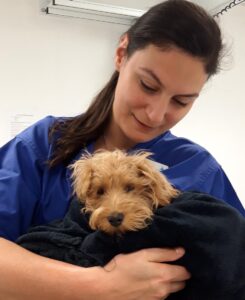 Vet comforting a Schnauzer Poodle cross puppy