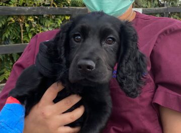 Black Cocker Spaniel puppy