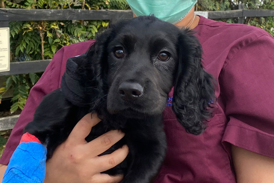 Black Cocker Spaniel puppy