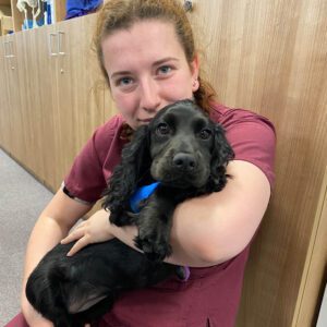 Black Cocker Spaniel Juno with Veterinary Auxiliary