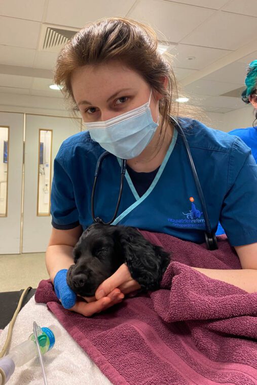 Black Cocker Spaniel puppy sedated with nurse