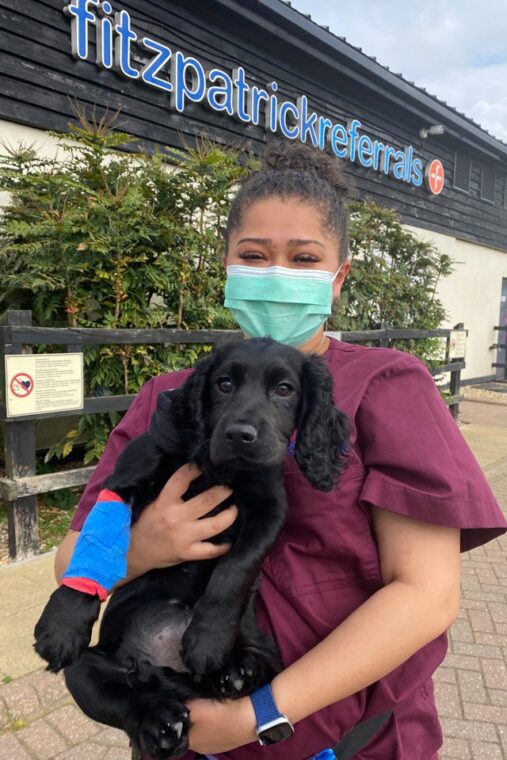 Black Cocker Spaniel puppy outside with ward auxiliary