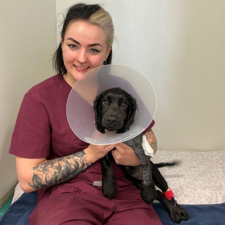 Black Cocker Spaniel puppy in cone with ward auxiliary