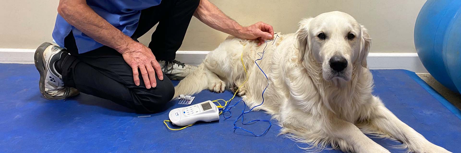 Dog having acupuncture at Fitzpatrick Referrals