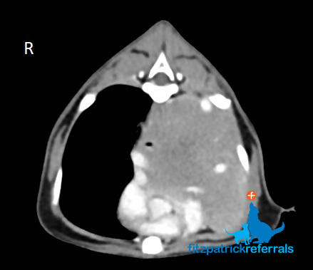 CT scan of a large mediastinal mass in a cat