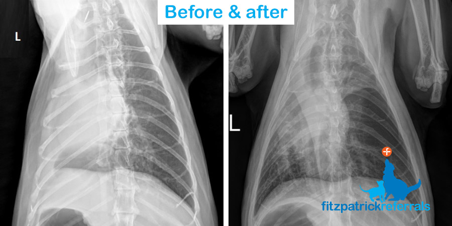 Radiograph images of a feline mediastinal mass before and after chemotherapy