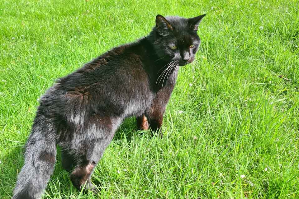 Black cat standing on the grass