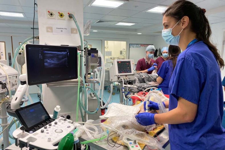 Vet using an ultrasound on a dog