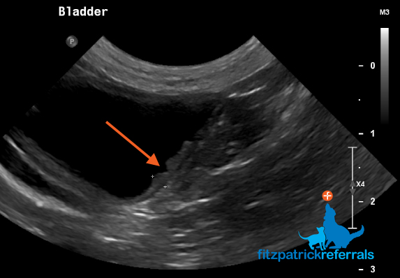 Ultrasound scan image of a dog's bladder